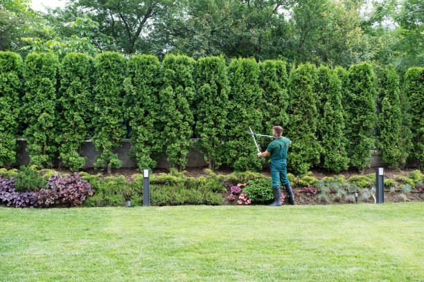 Leaf Removal in Parchment, MI