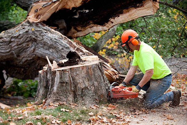 Seasonal Cleanup (Spring/Fall) in Parchment, MI